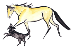 Osteopathische Tierheilpraxis im Morsbachtal zwischen Remscheid und Wuppertal