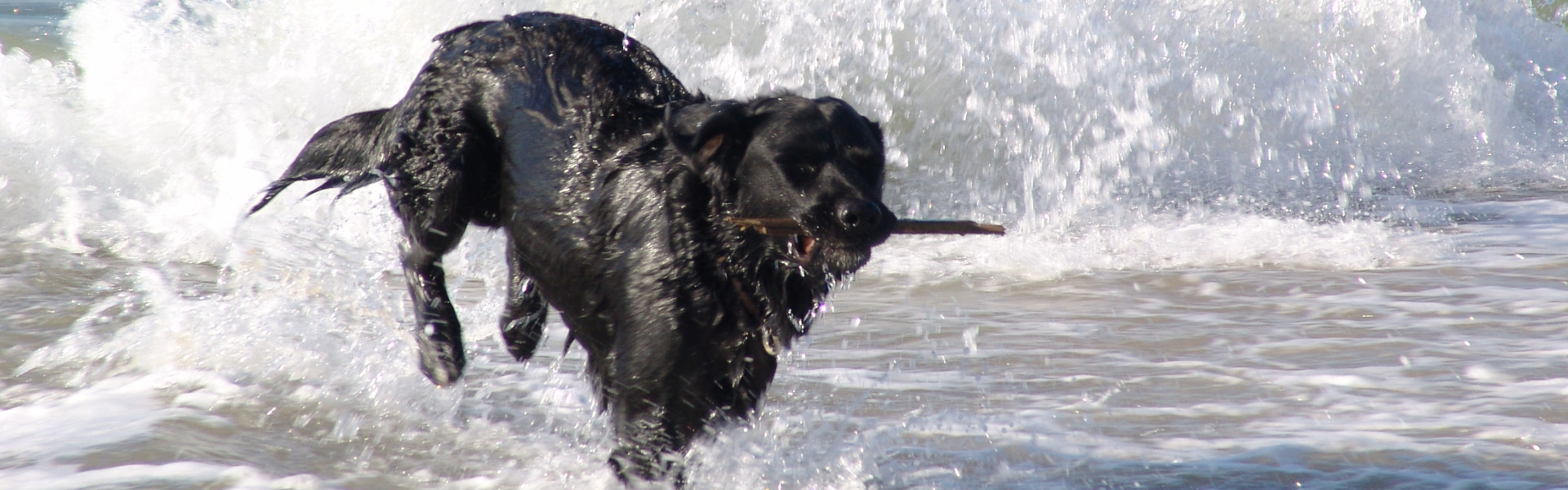Osteopathische Tierheilpraxis Morsbachtal