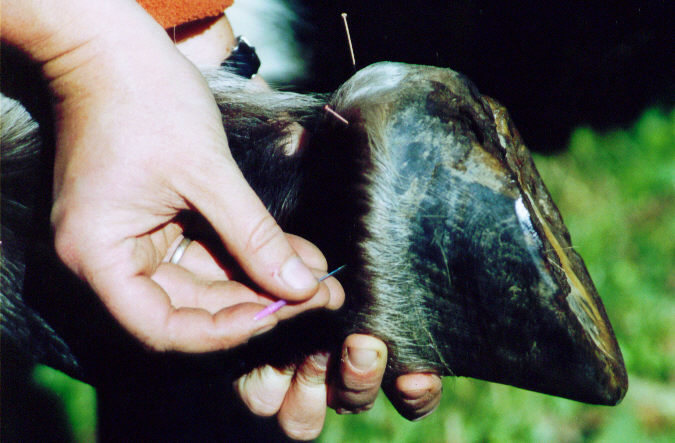 Akupunktur am Pferdehuf