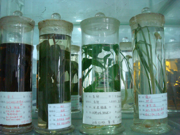 Chinesische oder europäische Heilkräuter?