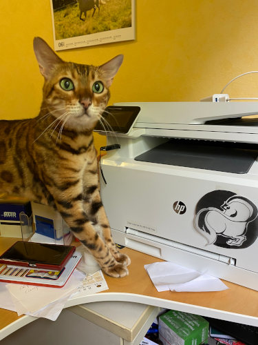 Katzen-Osteopathie in Wuppertal - Remscheid - Solingen