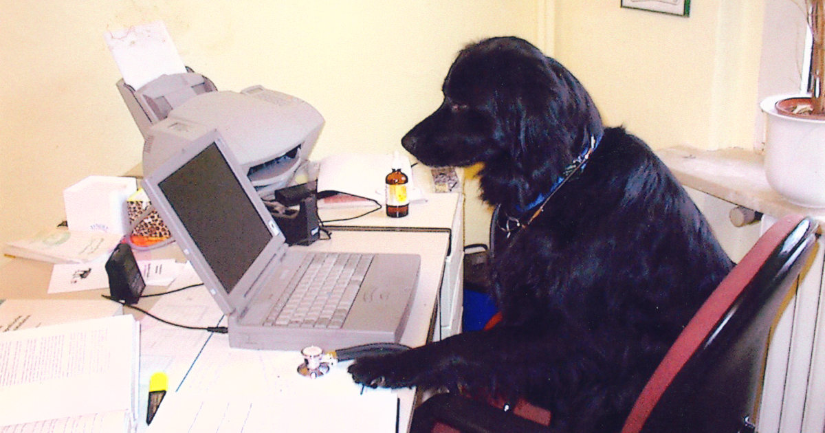 Osteopathische Tierheilpraxis im Städtedreieck Remscheid - Solingen - Wuppertal: Kontakt