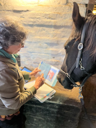 Osteopathische Behandlung für Pferde in Wuppertal, Solingen und Remscheid